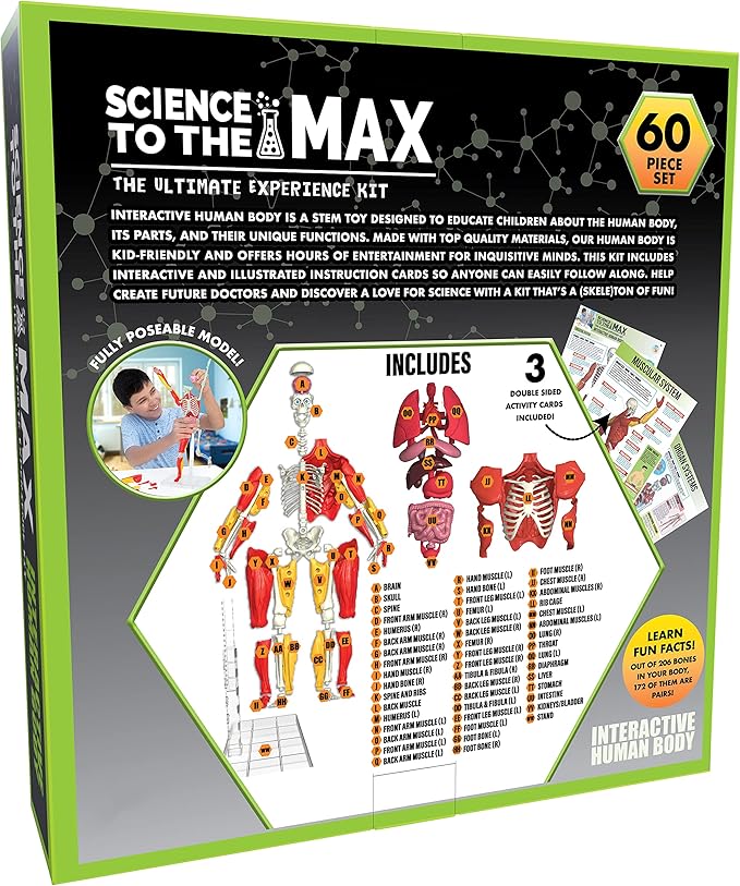 Be Amazing! Toys Interactive Human Body Fully Poseable Anatomy Figure – 14” Tall - Image 2