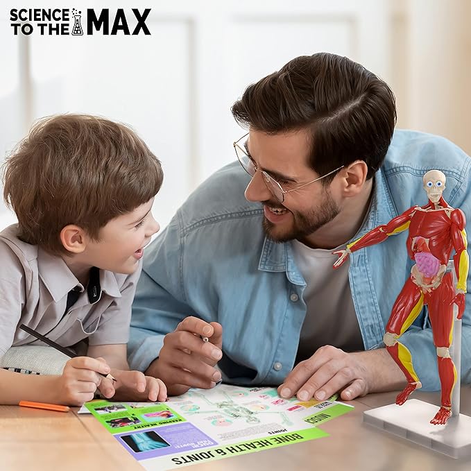 Be Amazing! Toys Interactive Human Body Fully Poseable Anatomy Figure – 14” Tall - Image 3