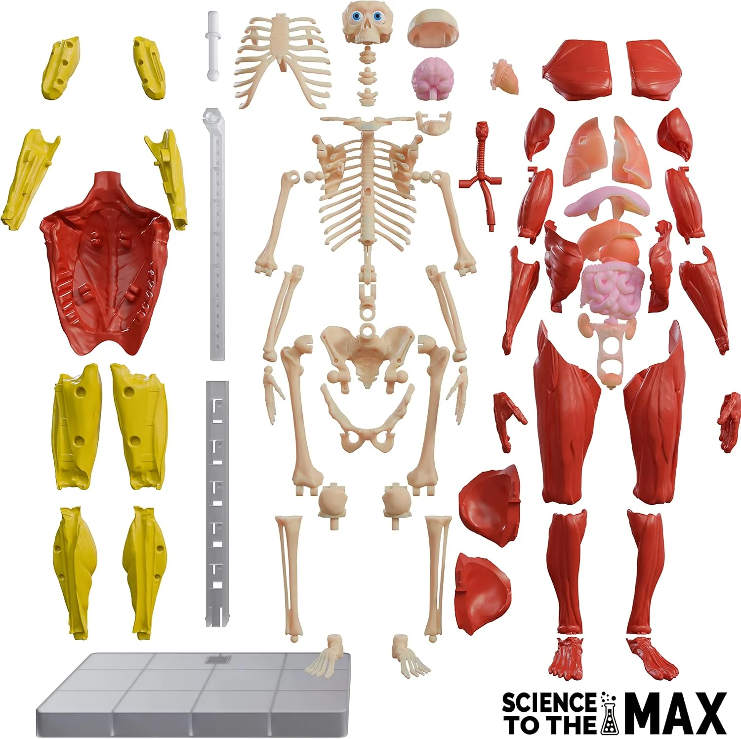 Be Amazing! Toys Interactive Human Body Fully Poseable Anatomy Figure – 14” Tall - Image 4