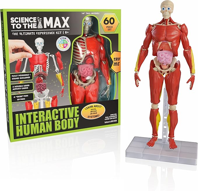 Be Amazing! Toys Interactive Human Body Fully Poseable Anatomy Figure – 14” Tall - Image 5