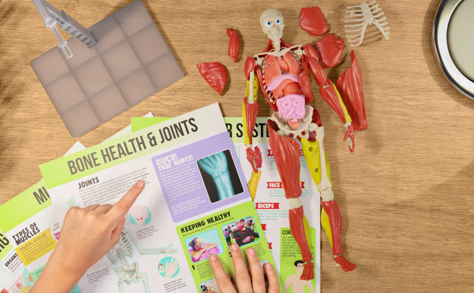 Be Amazing! Toys Interactive Human Body Fully Poseable Anatomy Figure – 14” Tall - Image 6