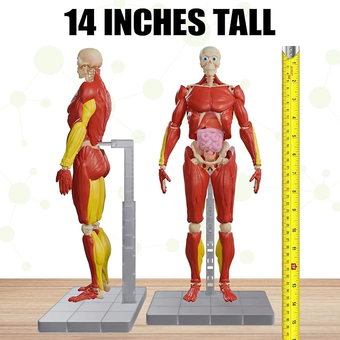 Be Amazing! Toys Interactive Human Body Fully Poseable Anatomy Figure – 14” Tall - Image 7