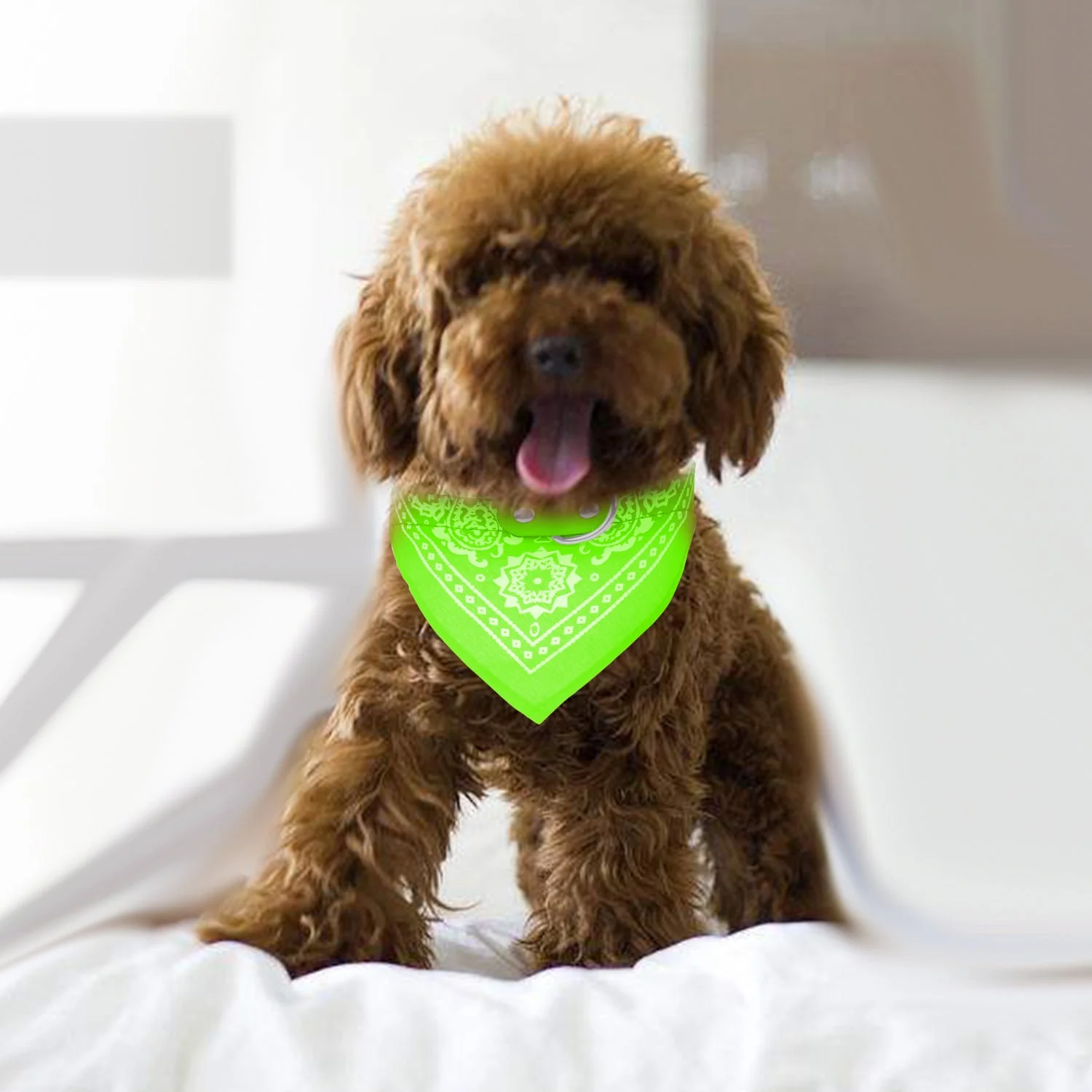 GBruno Adjustable Bandana - Image 6