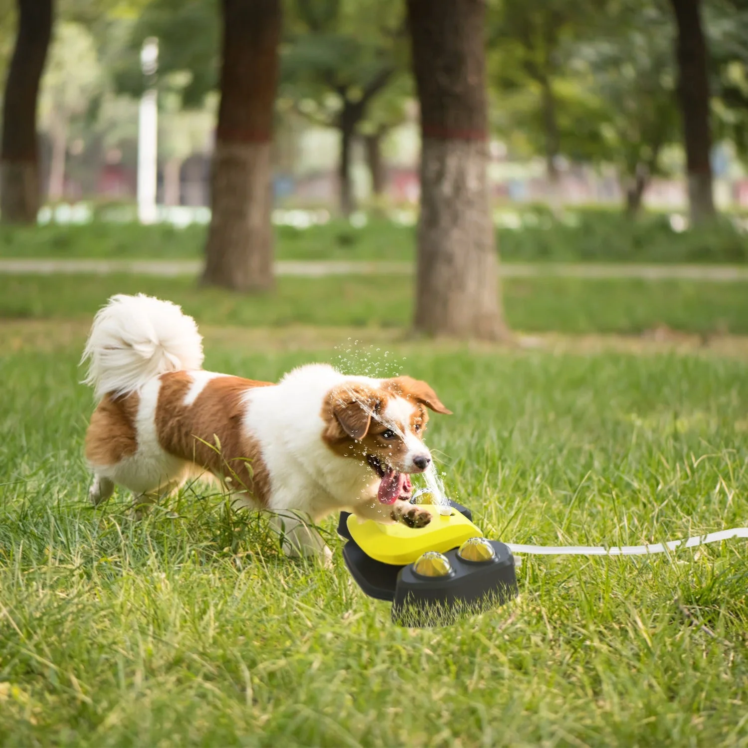 GBruno Dog Water Fountain - Image 2