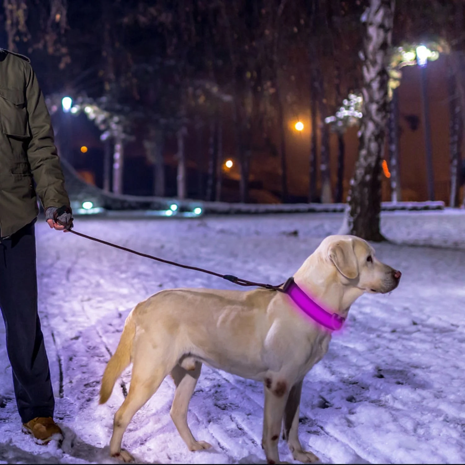 GBruno LED Dog Collar - Image 2