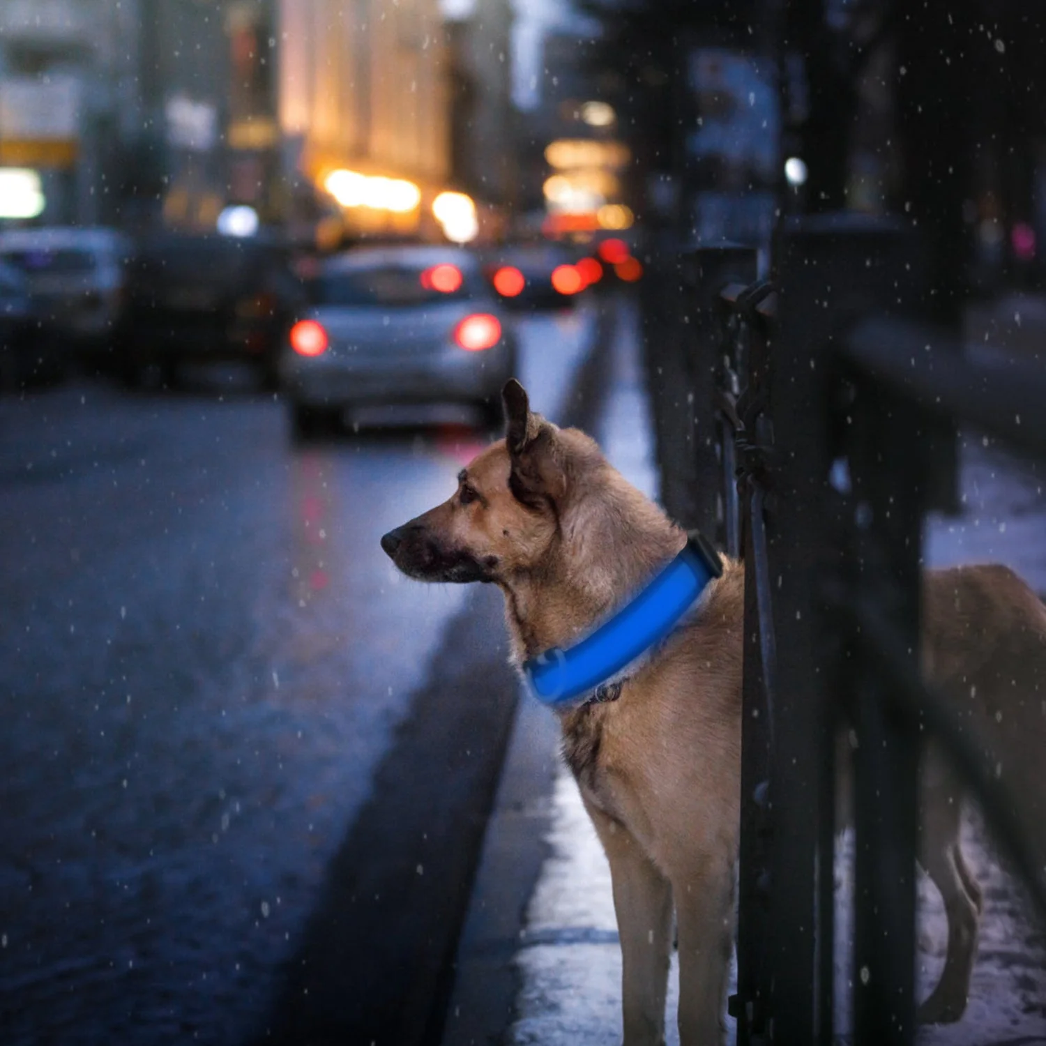 GBruno LED Dog Collar - Image 3