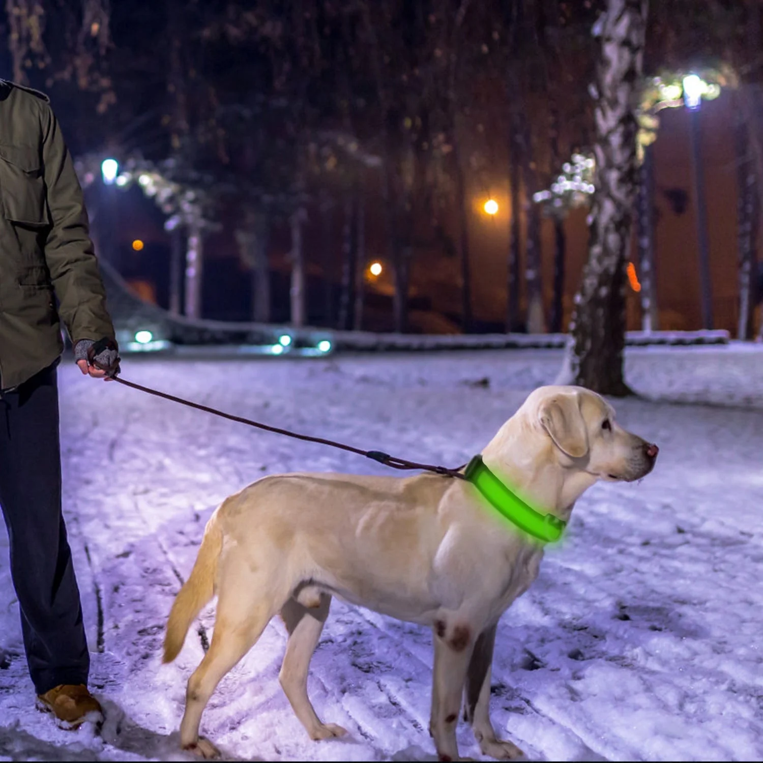 GBruno LED Dog Collar - Image 2