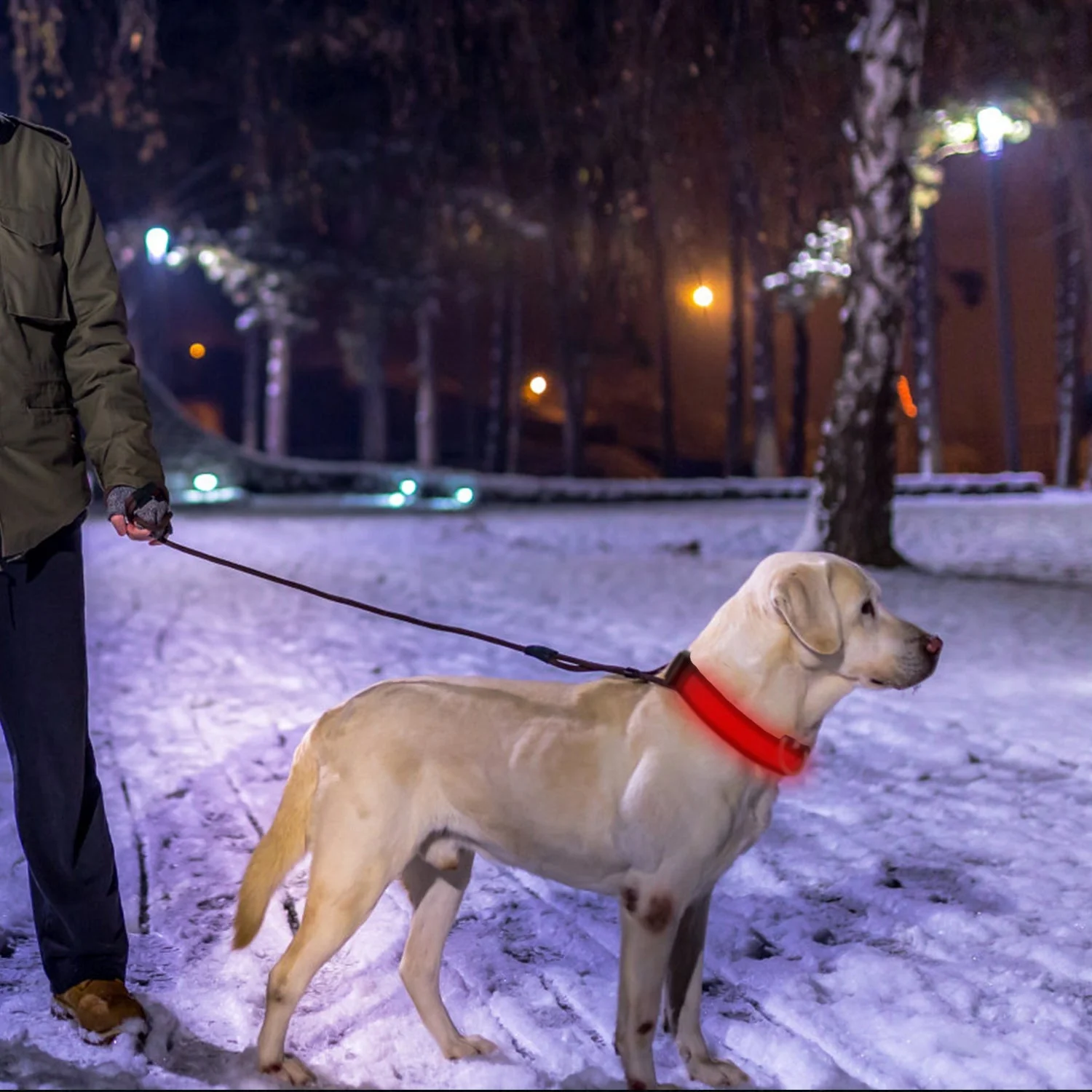 GBruno LED Dog Collar USB - Image 2
