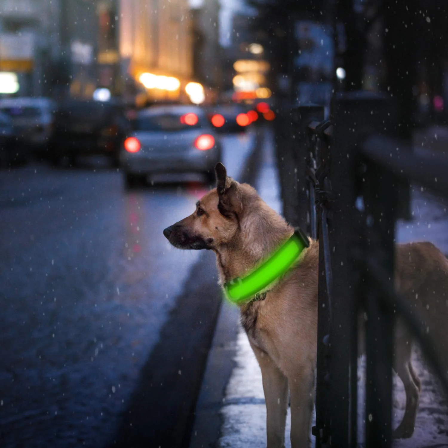 GBruno LED Dog Collar USB - Image 3