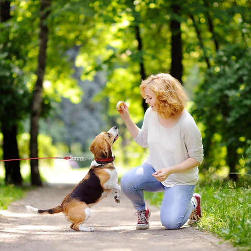 GBruno Long Dog Leash - Image 6