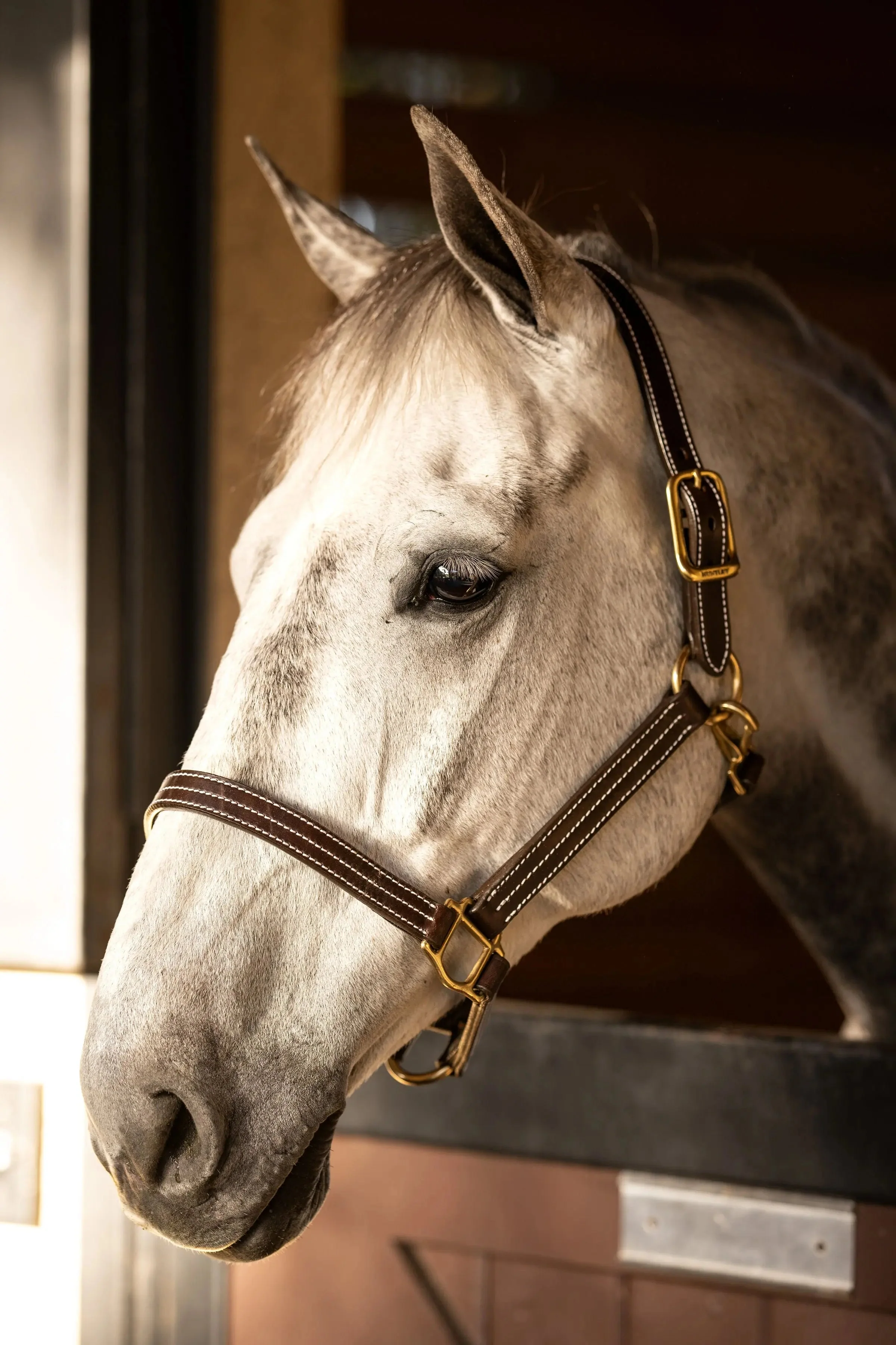 Huntley Equestrian Premium Leather Triple Stitched Halter with Snap - Image 2