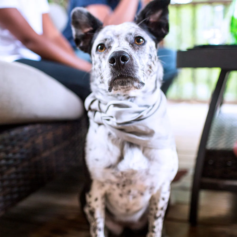 SYB Bandana - Image 7