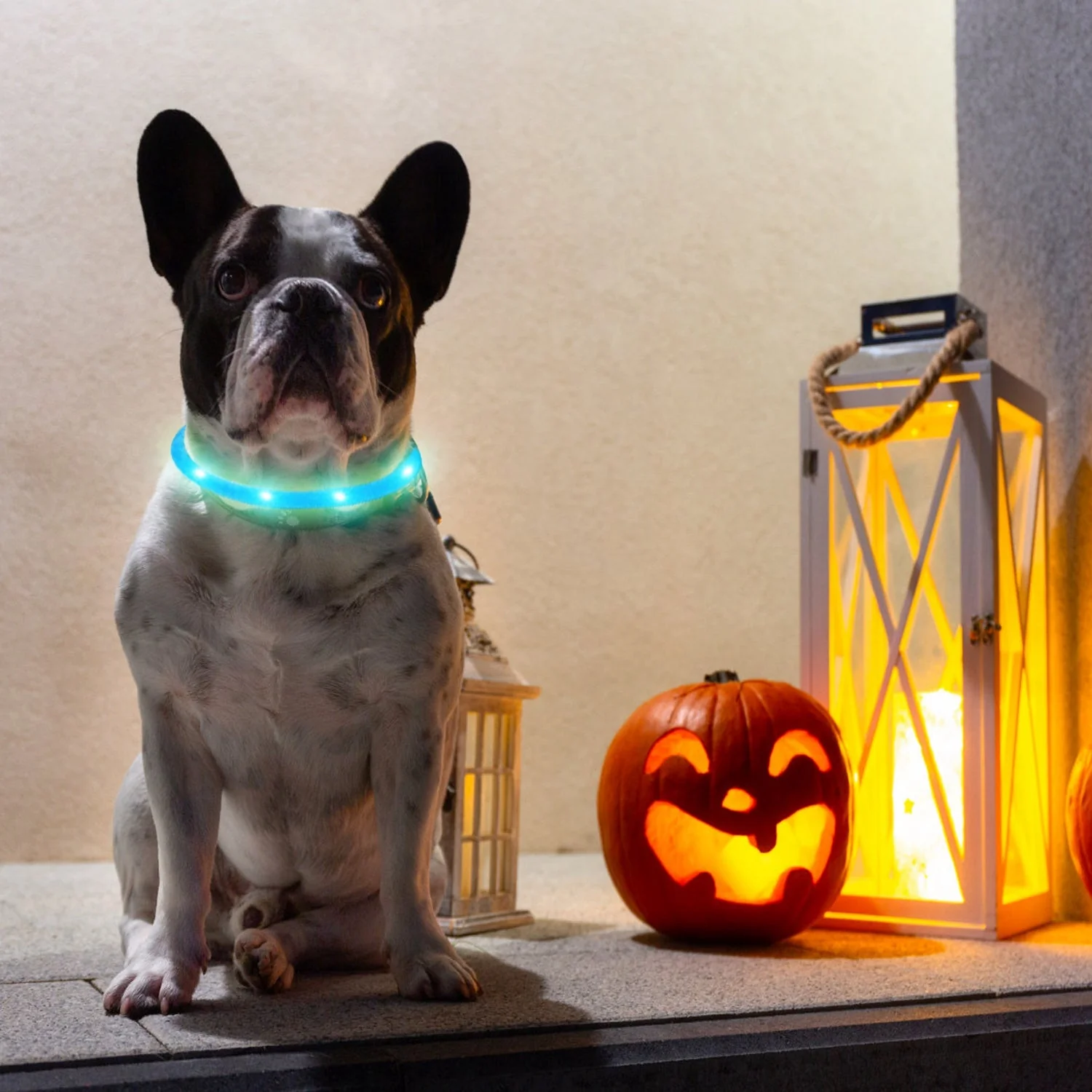 USB Rechargeable LED Dog Collar Multi-Color Lighting Dog Safety Collar Cuttable Length Glow Dog Collar For Small Medium Large Dog Night Walking - Image 3