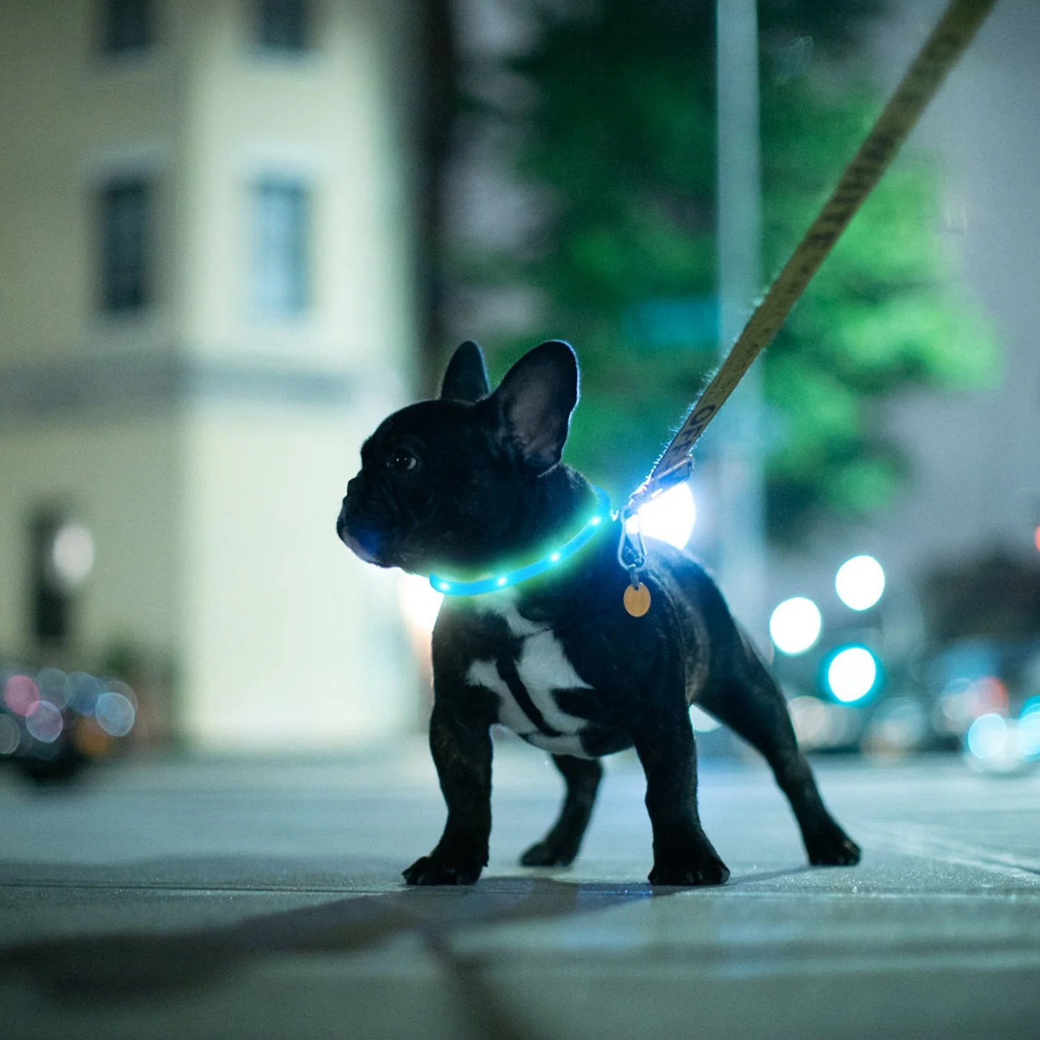 USB Rechargeable LED Dog Collar Multi-Color Lighting Dog Safety Collar Cuttable Length Glow Dog Collar For Small Medium Large Dog Night Walking - Image 2