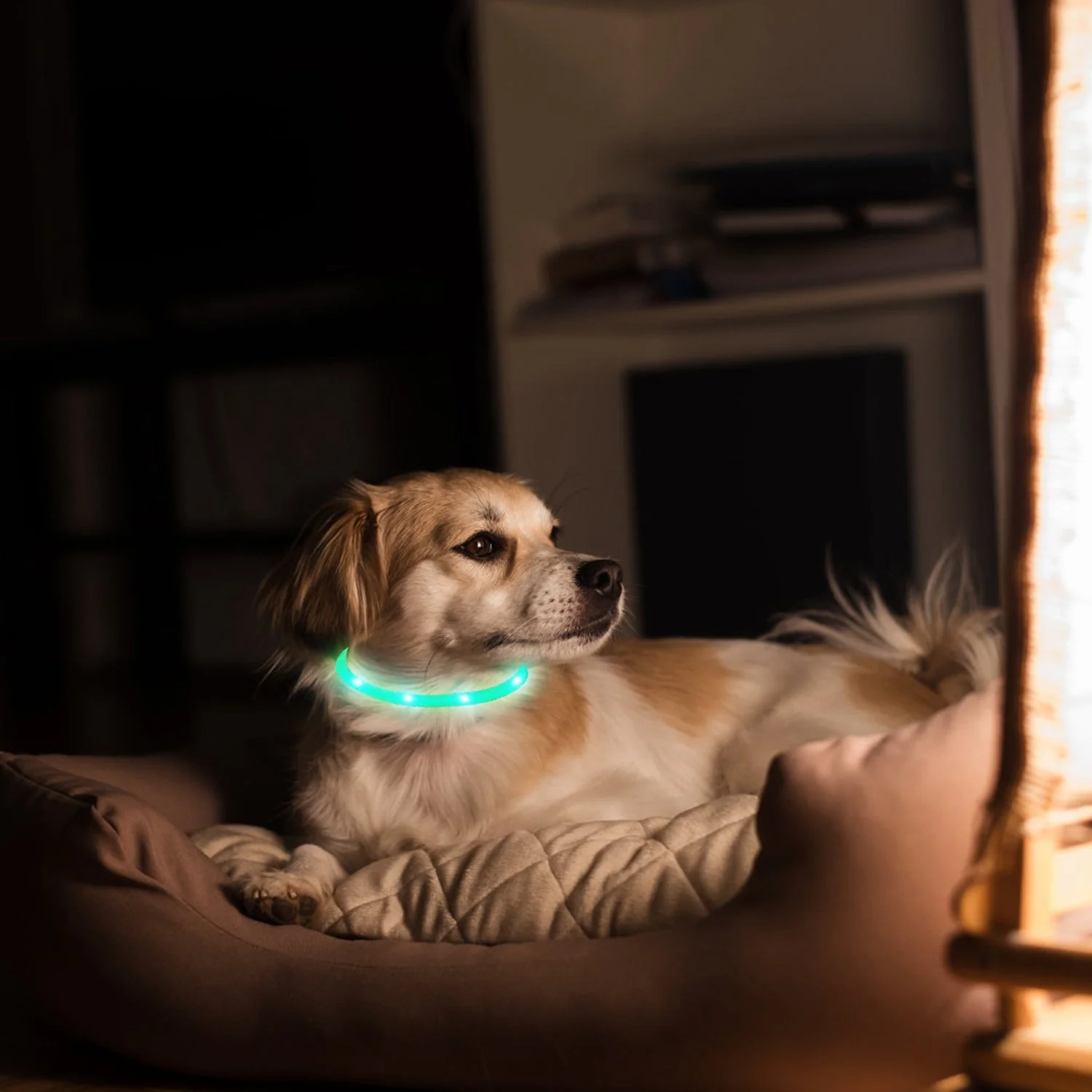 USB Rechargeable LED Dog Collar Multi-Color Lighting Dog Safety Collar Cuttable Length Glow Dog Collar For Small Medium Large Dog Night Walking - Image 3